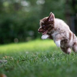Australian Shepherd Puppies from Skyborne Australian Shepherds