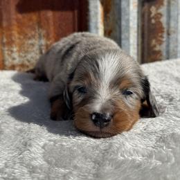 Dapple boy 1 - Dapple male Dachshund puppy in Defuniak Springs, Florida from Anastasia Knight's Cocker Spaniels