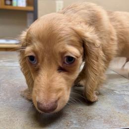 Dreamboat - Dapple male Dachshund puppy in Irving, Texas from DFW Dachshunds by G & S