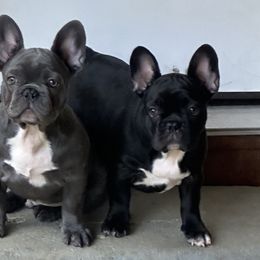 French Bulldog puppies from Kountryrusfrenchies