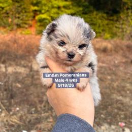 Merle 3200 pet only - Blue merle male Pomeranian puppy in Kentucky from Em&M Pomeranians