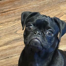 Charlie - Pug