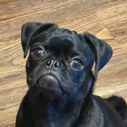 Charlie - Pug