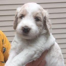 Goldendoodle Puppies from Carol Vancil