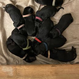 German Shepherd Puppies from Dady Shepherds