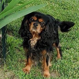 Teddie - Cavalier King Charles Spaniel