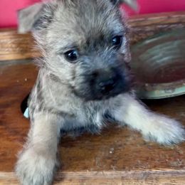 Cairn Terrier Puppies from Quiet Waters