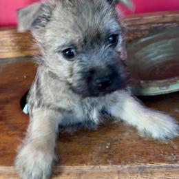 Cairn Terrier Puppies from Quiet Waters