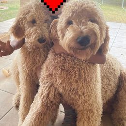 Goldendoodles from Salinas Poodles and Doodles