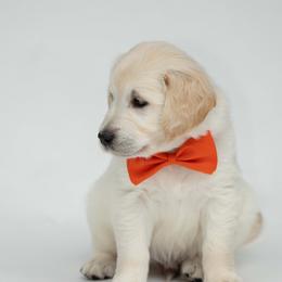 Golden Retriever Puppies from Valley County Goldens