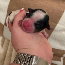 Waffles - Parti female Yorkshire Terrier puppy in Illinois from Pretty Little Yorkies