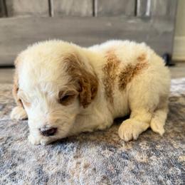 Boy 3 - Parti male Goldendoodle puppy in Spring Hill, Florida from Ohana Doodles x Frenchies