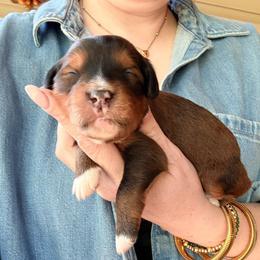 Eleanor - Sable female Bernedoodle puppy in Denver, Pennsylvania from Greenview Puppies