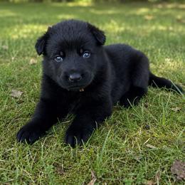 Gray Collar - Black male German Shepherd puppy in Casscoe, Arkansas from Crown H Shepherds