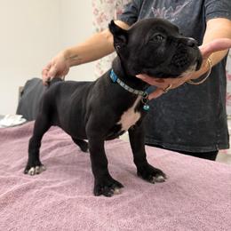 Hummingbird - Black female Cane Corso puppy in Lubbock, Texas from Hub City Kennel