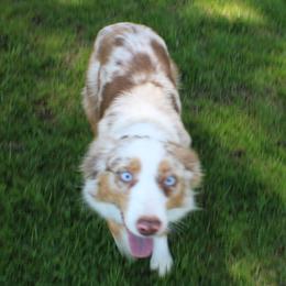 Astrid - Miniature Australian Shepherd
