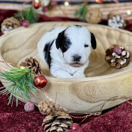 Cloudjumper - Parti female Goldendoodle puppy in Haltom City, Texas from Ohana Doodles