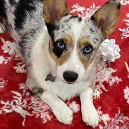 American Corgi All Grown Up from Tori’s Sassy Corgis