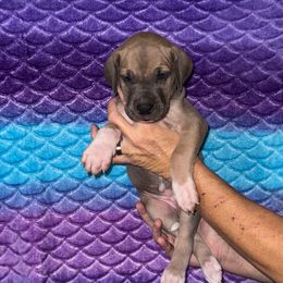 Annabelle - Fawn female Great Dane puppy in Orange Grove, Texas from Shadow Veil Dane’s