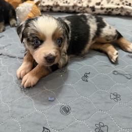 Cheyenne - Blue merle female Miniature Australian Shepherd puppy in Apache Junction, Arizona from Circle T Mini Aussies