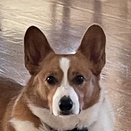 Pembroke Welsh Corgis from R & T Farms