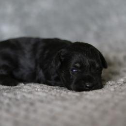 Jadis - Black and silver female Miniature Schnauzer puppy in Tremonton, Utah from Rocky Mountain Schnauzer