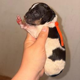Vela - Parti female Poodle puppy in Toledo, Ohio from Exquisite Dalmatians & Standard Poodles