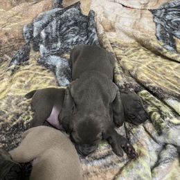 Weimaraner Puppies from Palmetto State Weimaraners