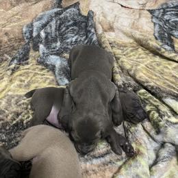 Weimaraner Puppies from Palmetto State Weimaraners