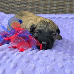 Belle - Fawn female Bouvier des Flandres puppy in Buffalo, Missouri from Noble Bouviers