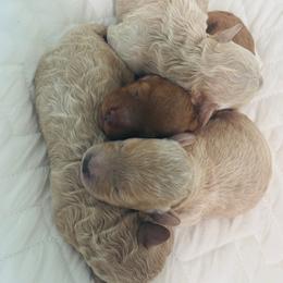 Lola - Red  female Goldendoodle puppy in Piedmont, Oklahoma from Perdue Puppies