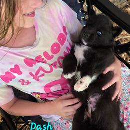 Dash - Black male Siberian Husky puppy in Meridian, Mississippi from JJ's Huskies