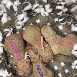 Goldendoodle Puppies from Bear Ridge Doodles