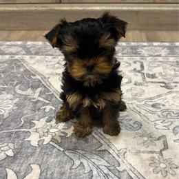 Rizzo - Black and gold male Yorkshire Terrier puppy in Sumner, Iowa from Byerly's Beautiful Yorkies