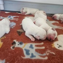 Girl 1 - Yellow female Labrador Retriever puppy in Santa Clarita, California from Five Star Labradors