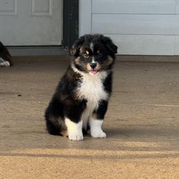 Buddy - Black tri male Miniature Australian Shepherd puppy in Conroe, Texas from Brijet Knipp