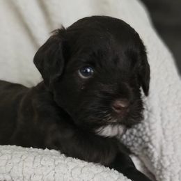 Miniature Schnauzers from Vallery's Mini Schnauzers
