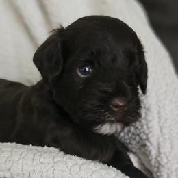 Miniature Schnauzers from Vallery's Mini Schnauzers