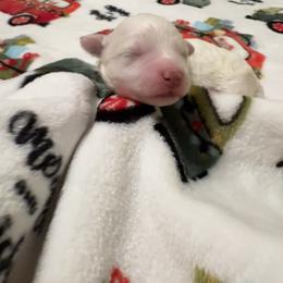 Clyde - White male Bichon Frise puppy in Rome, Georgia from Southern Sands Bichons