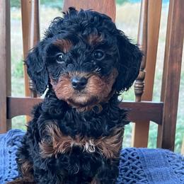 Rose - Tri-color female Bernedoodle puppy in Caldwell, Idaho from Treasure Valley Poodles