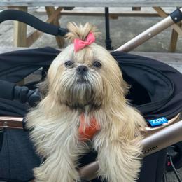 Bubbles - Shih Tzu