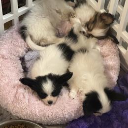 Norwegian Elkhound and Papillon Puppies from Mikanon