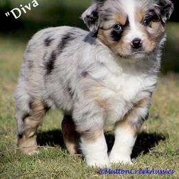 Miniature Australian Shepherd Puppies from Mutton Creek Aussies