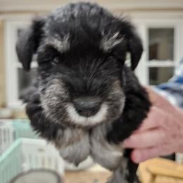 Yellow Collar - Black and silver female Miniature Schnauzer puppy in Blountville, Tennessee from Maxwell House Schnauzers