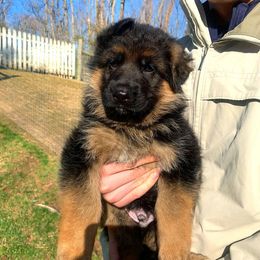 German Shepherd Puppies from Grand Lux German Shepherds