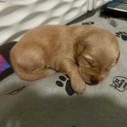 Pink Collar - Golden female Golden Retriever puppy in Tulsa, Oklahoma from Triple J Goldens, LLC