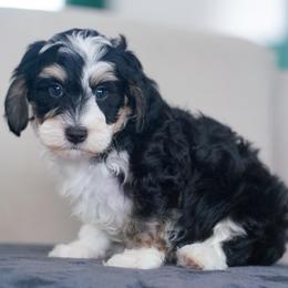 Percy - Tri-color male Bernedoodle puppy in Dundee, Ohio from Down Home Doodle