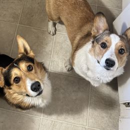 Pembroke Welsh Corgi puppies from Ruidoso's Crowned Companions