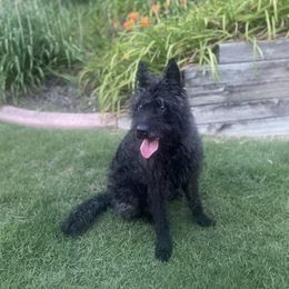 Nellie - Dutch Shepherd