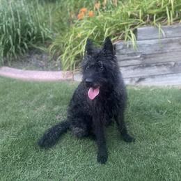 Nellie - Dutch Shepherd